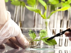 Белый порошок